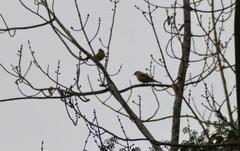 Fringilla montifringilla