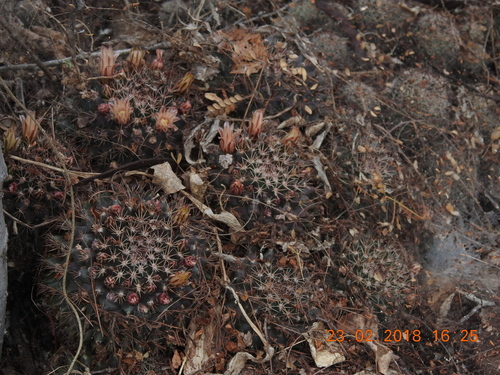 Mammillaria bocensis