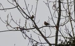 Fringilla montifringilla