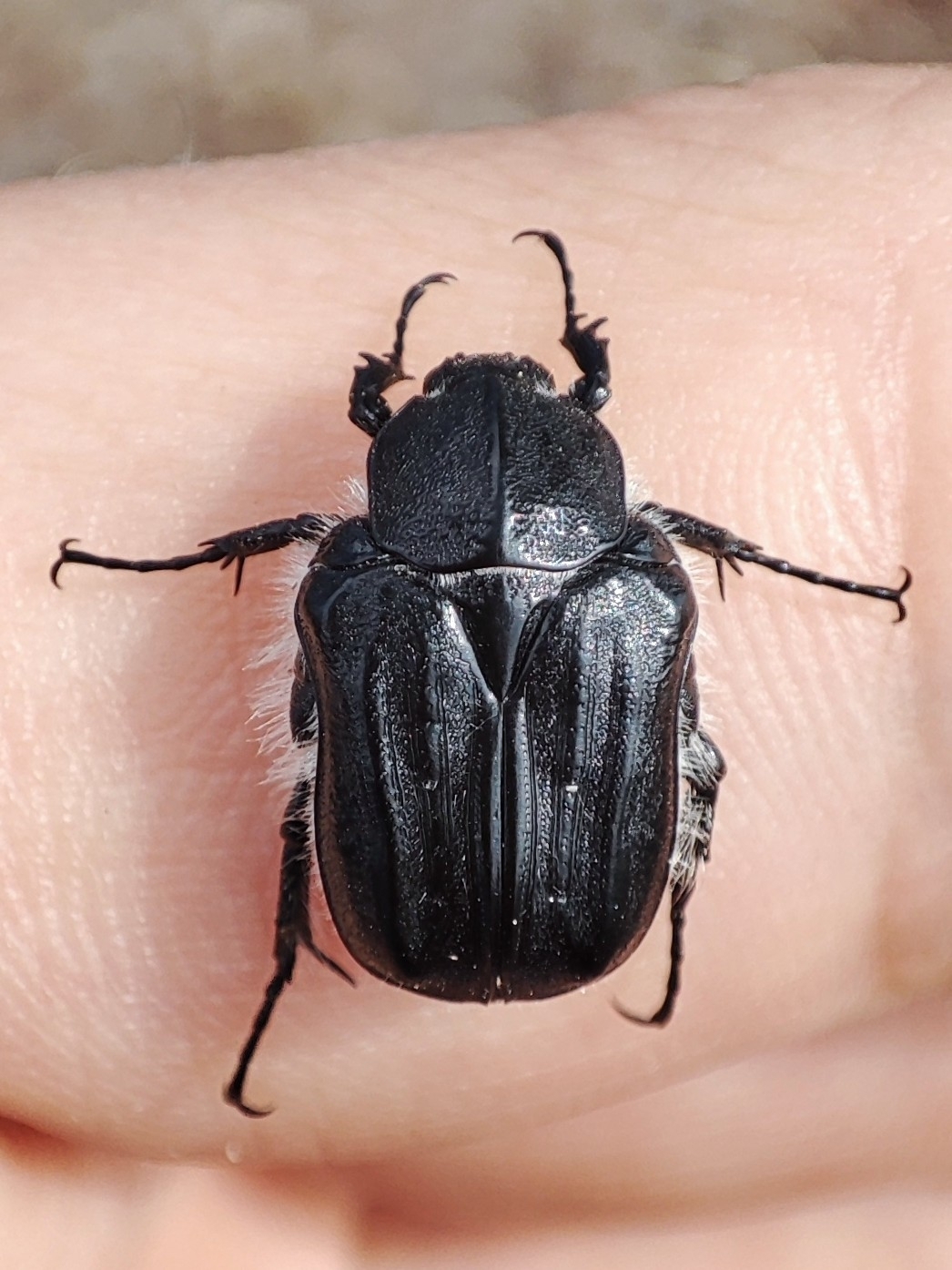 Escarabajo conchudo