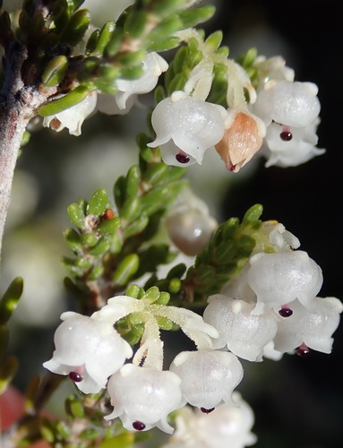 Image of Ring Heath (Erica syngenesia) by (c) Nicola van Berkel, some rights reserved (CC BY-SA)