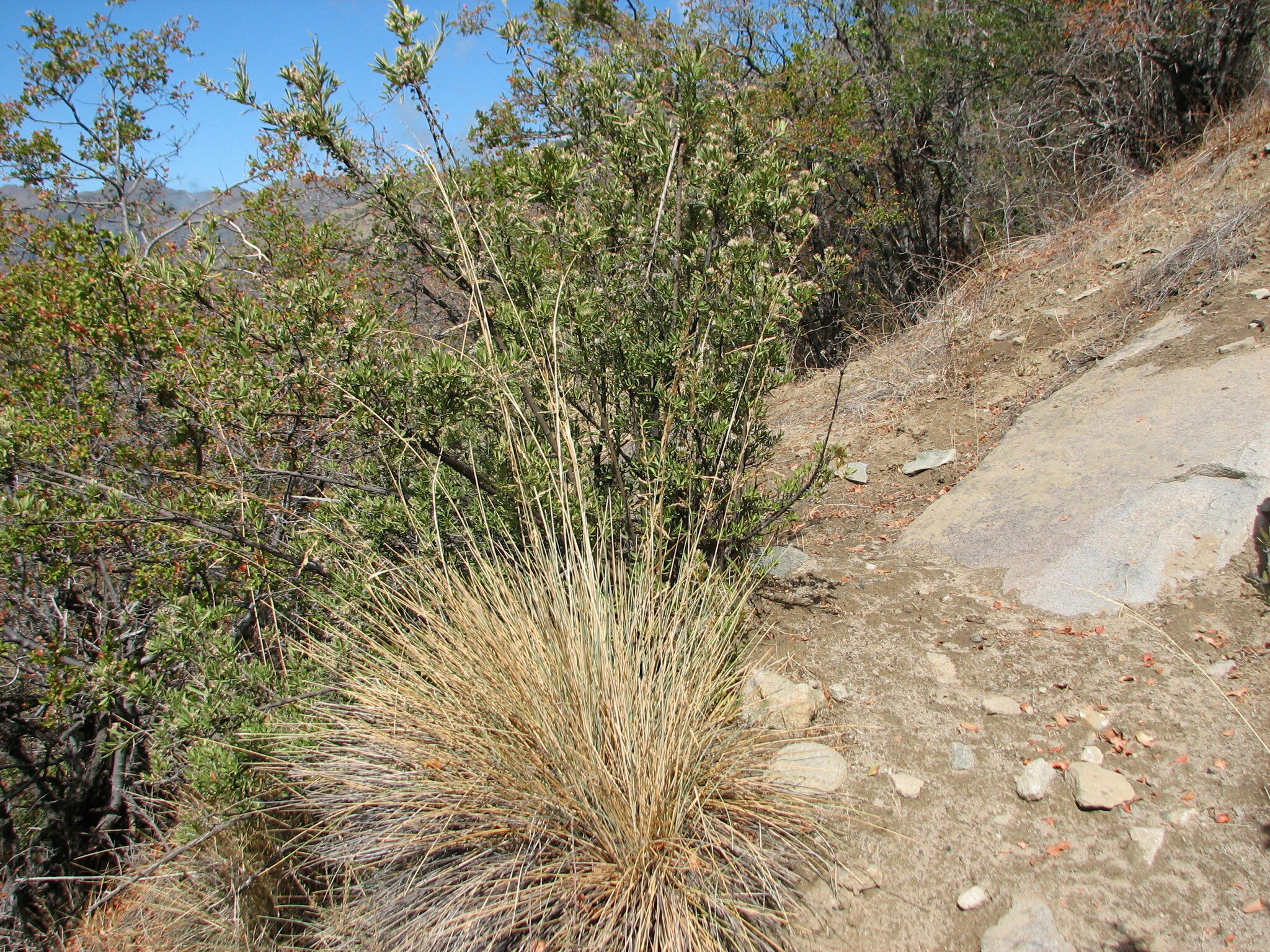 Festuca acanthophylla