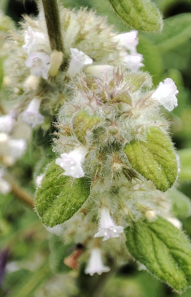 Minthostachys mollis
