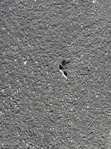 iNaturalist observation photo of Ichneumonid Wasps
