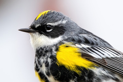 Yellow-Rumped Warbler photo 5