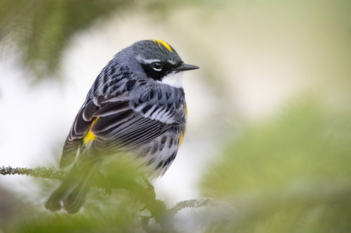 Reinita coronada (Setophaga coronata)