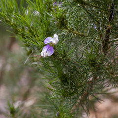 Psoralea ivumba