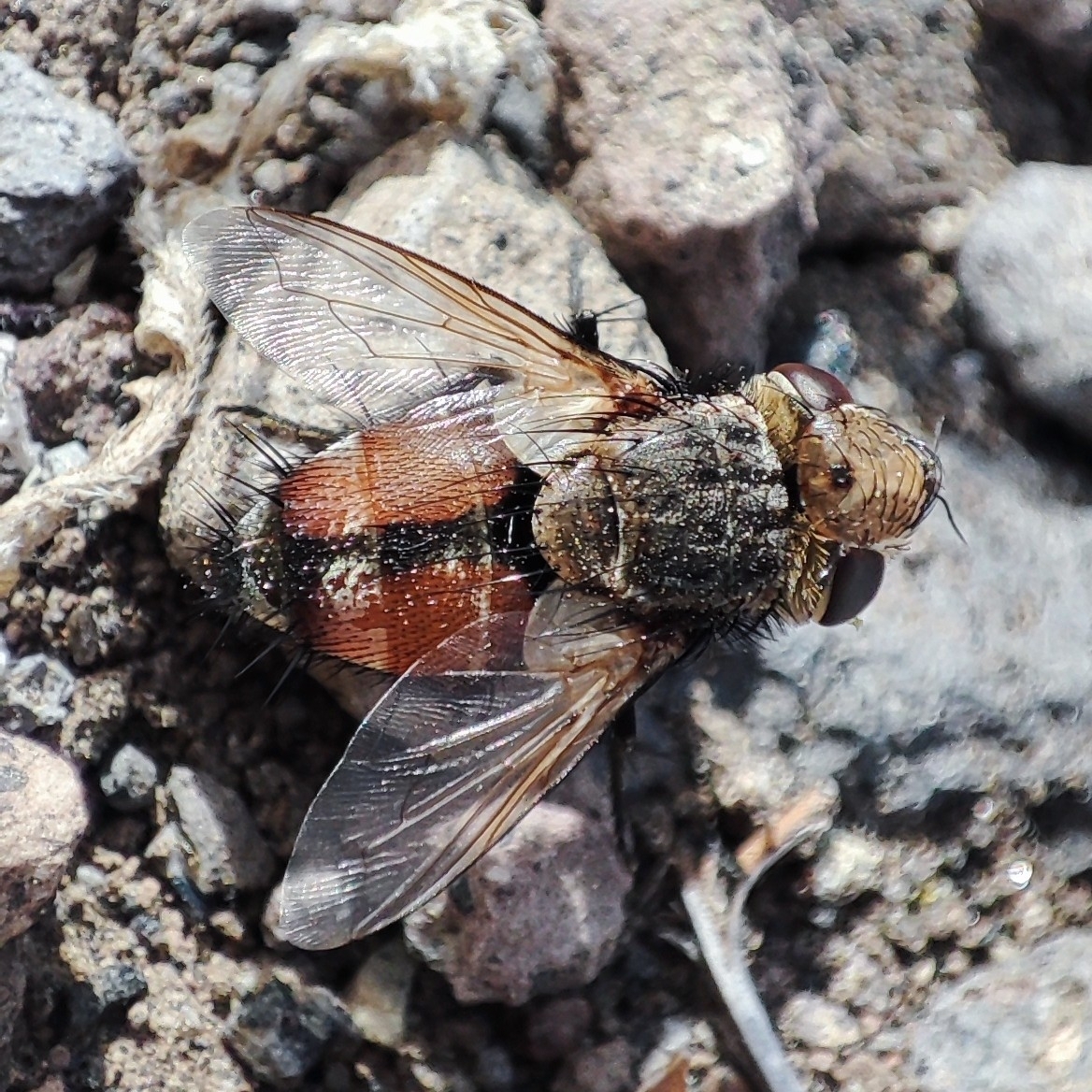 Gonia bimaculata