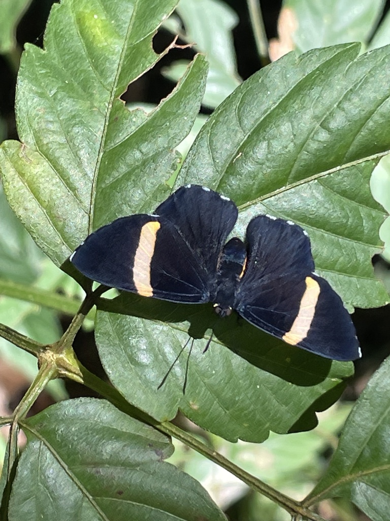 Panara phereclus