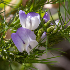 Psoralea ivumba