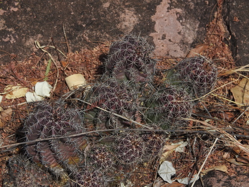 Echinocereus subinermis