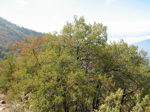 Nothofagus macrocarpa (Nothofagus macrocarpa)