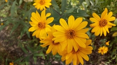 Aldama buddlejiformis