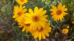 Aldama buddlejiformis