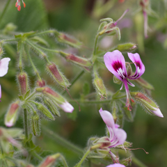 Pelargonium papilionaceum