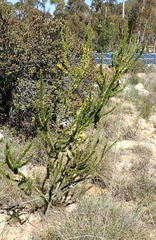 Aspalathus sceptrum-aureum