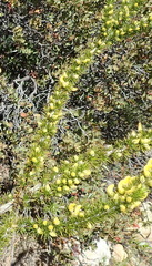 Aspalathus sceptrum-aureum