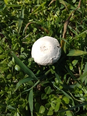 Agaricus campestris image