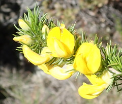 Aspalathus sceptrum-aureum