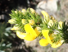 Aspalathus sceptrum-aureum