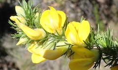 Aspalathus sceptrum-aureum