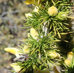 Aspalathus sceptrum-aureum