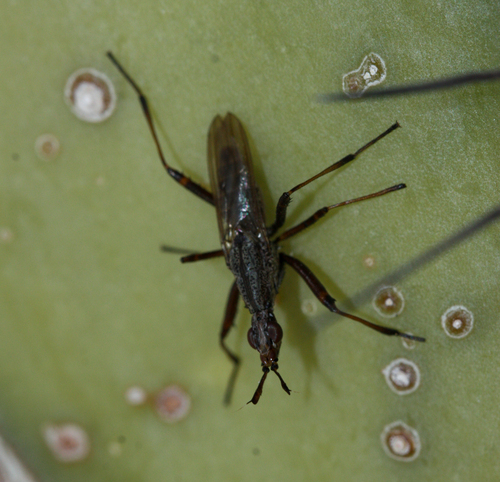 Longhorn Cactus Fly