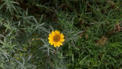 Aldama linearis