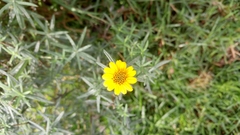 Aldama linearis