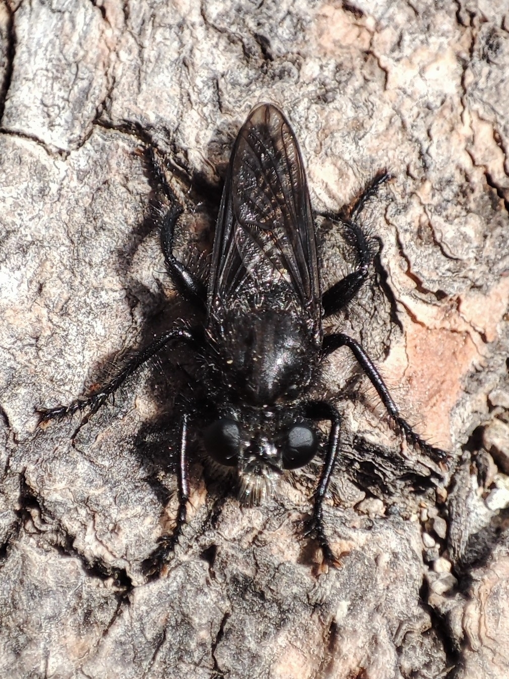 Andrenosoma jenisi