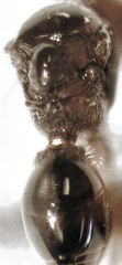 Alloxysta rubidus