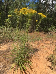Solidago nitida