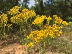Solidago nitida