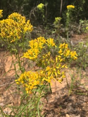 Solidago nitida