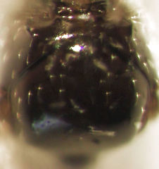 Alloxysta rubidus