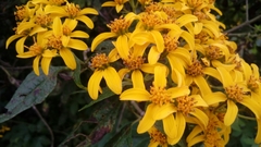 Dendroviguiera quinqueradiata