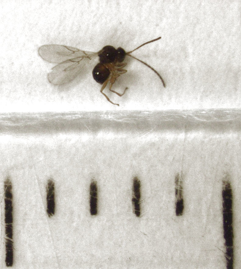 Alloxysta rubidus