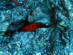 Cephalopholis urodeta