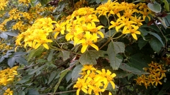 Dendroviguiera quinqueradiata