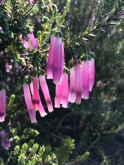 Erica diaphana