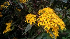 Dendroviguiera quinqueradiata