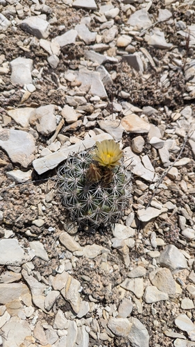 Pediocactus sileri