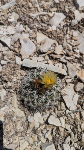 Pediocactus sileri