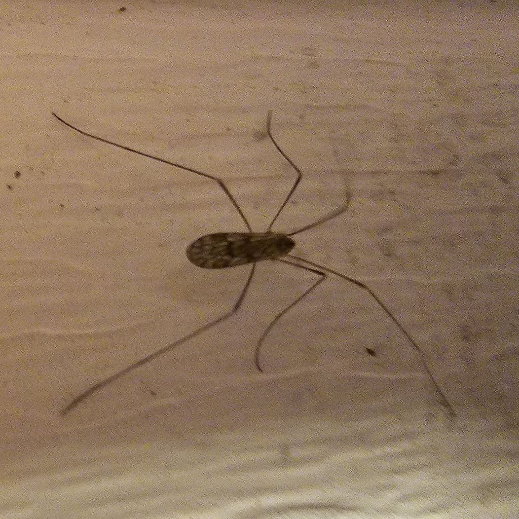 Ormosia romanovichiana