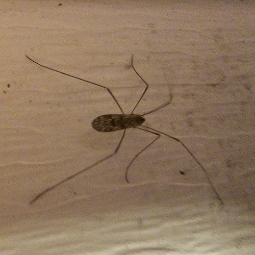 Ormosia romanovichiana