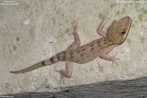 Spiny Forest Gecko, Cyrtodactylus lateralis