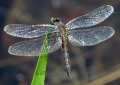 Leucorrhinia frigida