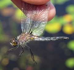 Leucorrhinia frigida