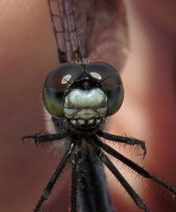 Leucorrhinia frigida