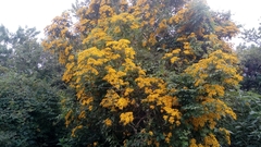 Dendroviguiera quinqueradiata